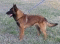 Malinois